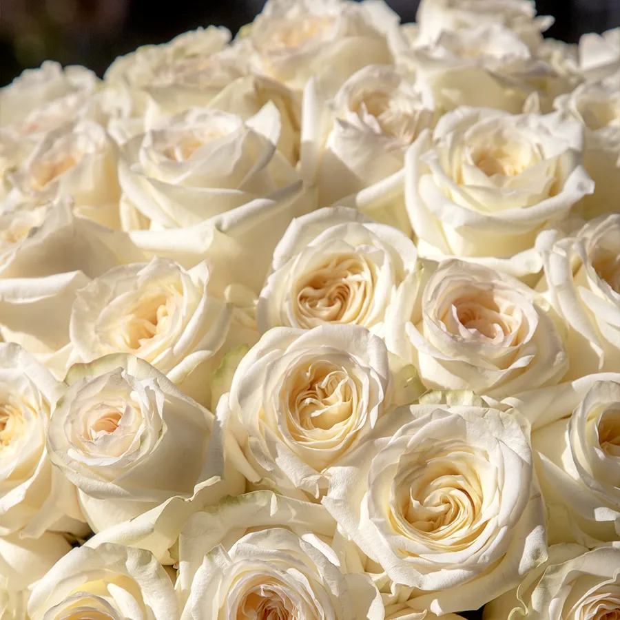 101🌹 trandafiri - imagine 3