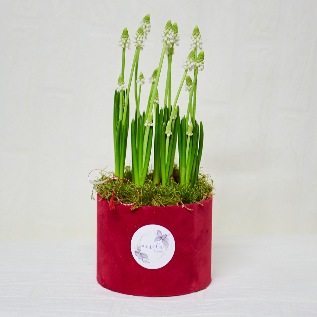 Aranjament-floral-de-primavara-flori-muscari-alb-Aniela-Events||