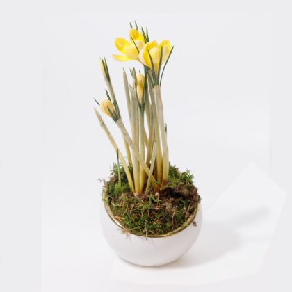 Aranjament cu Bulbi de Primăvară în Vas Ceramic Alb-Auriu și Mușchi Natural